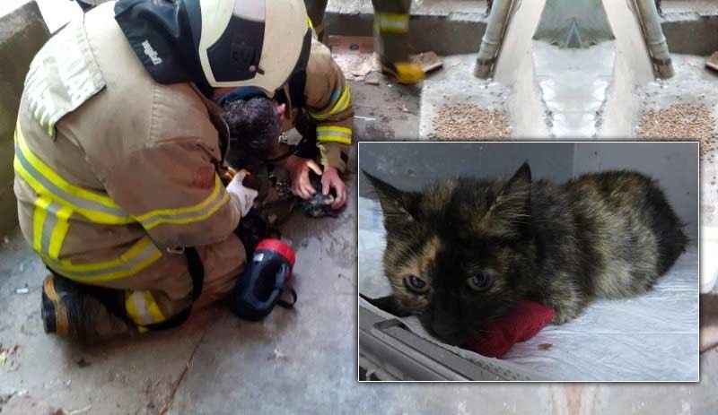 Kedi, suni teneffüs ve kalp masajıyla hayata döndürüldü