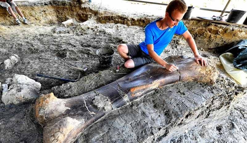 500 kilo ağırlığında dinozor kemiği bulundu