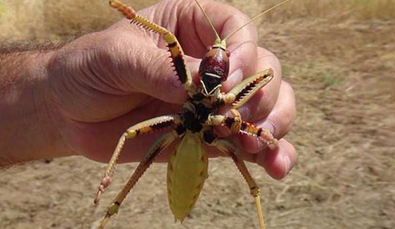 Adıyaman'da etçil dev çekirge görüldü