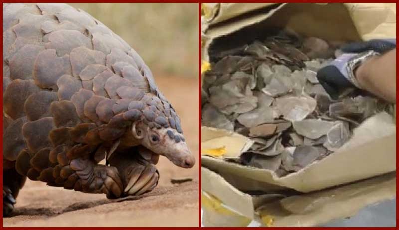 İstanbul Havalimanı'nda 1 ton pangolin pulu yakalandı