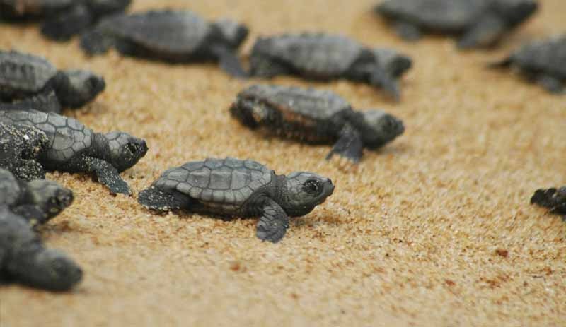 2 milyon caretta caretta yumurtası koruma altına alındı