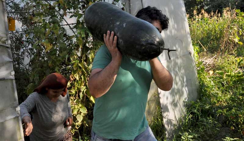 Salatalıkları 1 metre olunca paniğe kapıldı