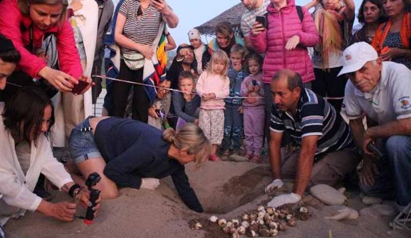 3 bin 640 yavru caretta caretta denizle buluştu