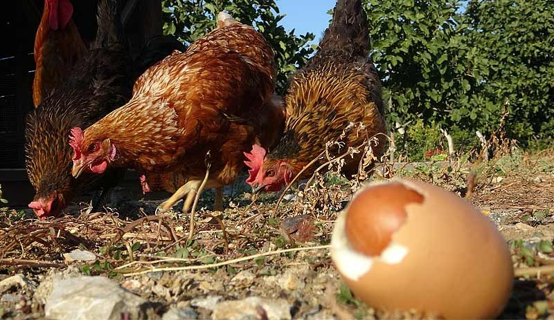 Yumurtadan çıkan yumurta şaşırttı