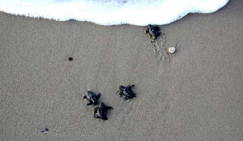 Belek'te 70 bin yavru caretta caretta denizle buluştu