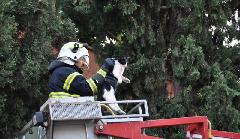 Köpekten kaçtığı ağaçta 2 gün mahsur kaldı