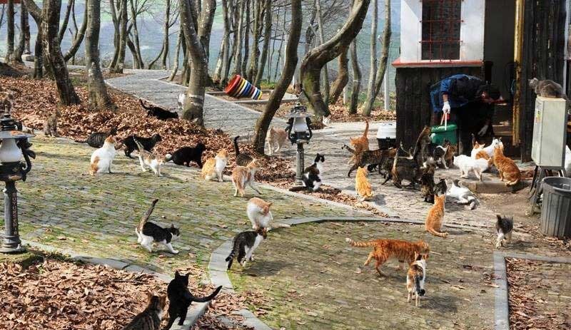 Samsun'da 'Kedi Kasabası', 400 kedinin ihtiyaçları karşılanıyor