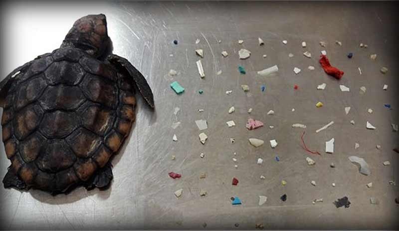 Deniz kaplumbağasının midesinden 104 parça plastik çıktı