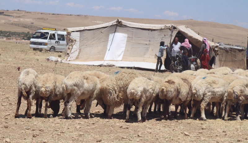 Kobani'nin güvenliği sürü sahiplerini cezbediyor