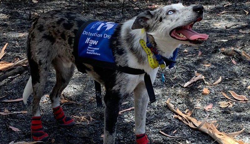 Koalaları yangından kurtarmak için eğitilen köpek Bear işbaşında