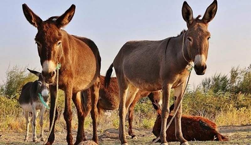 Eşeklerin nüfusu Çin'deki talep nedeniyle tehlikede