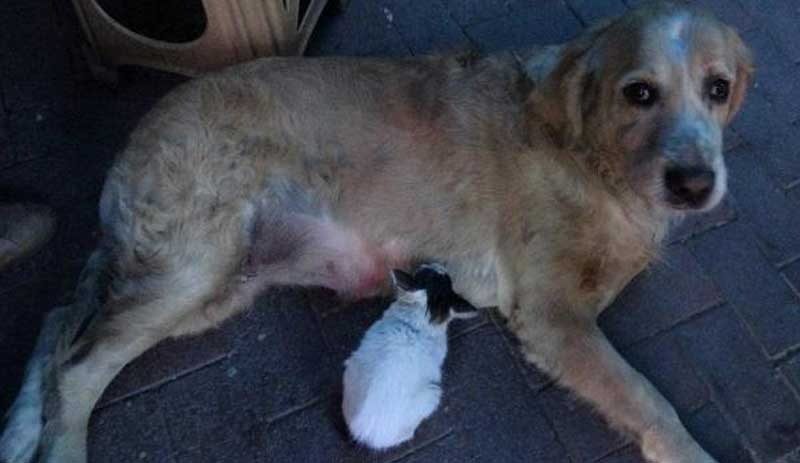 Annesinin dışladığı yavru kediyi, 'Tarçın' köpek sahiplendi