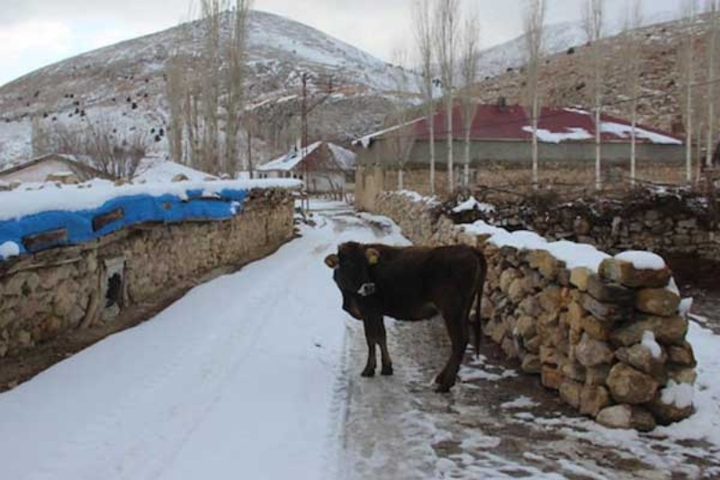 İneğe trafik cezası kesildi: Ehliyetini alacağız