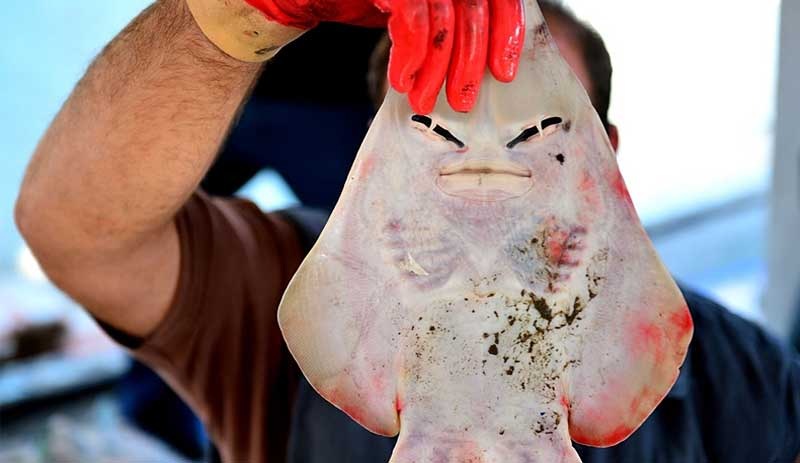 İnsan yüzlü sapan balığı, balıkçıları mağdur etti