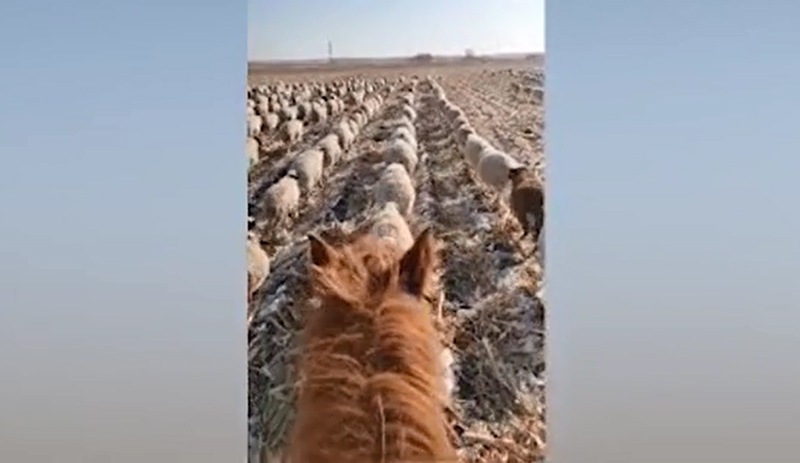 Çinli çoban, 400'den fazla koyununa askeri düzende yürümeyi öğretti