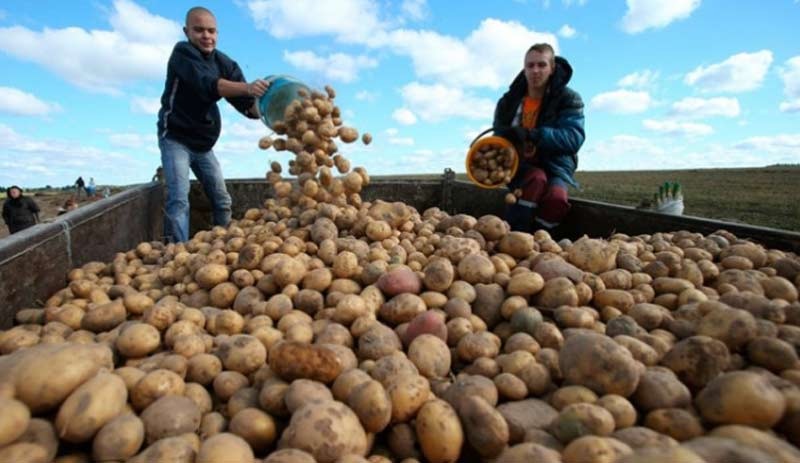 Patates ve kuru soğan ihracatına kısıtlama
