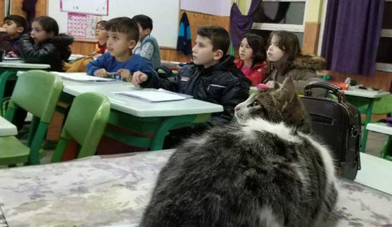 Soğuktan kurtardıkları kedi, sınıfın maskotu oldu