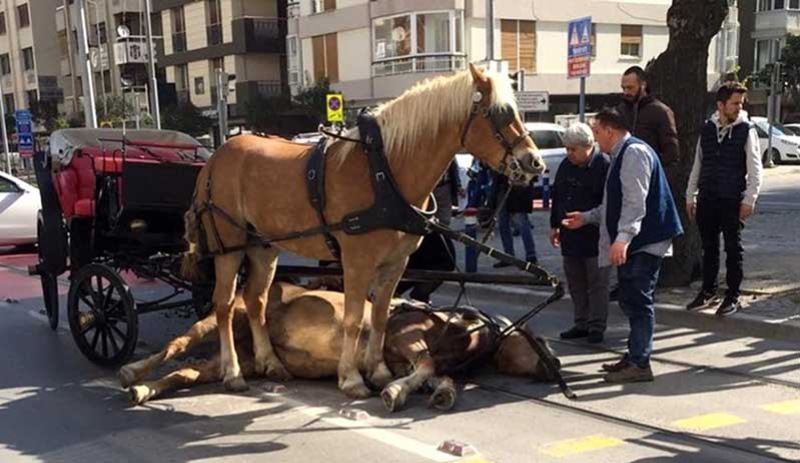 Adalar'daki fayton ve atları İstanbul Büyükşehir Belediyesi satın alıyor