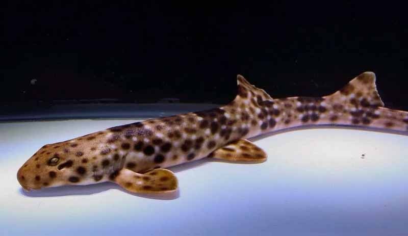 5 Yeni 'Yürüyen köpek balığı' türü keşfedildi