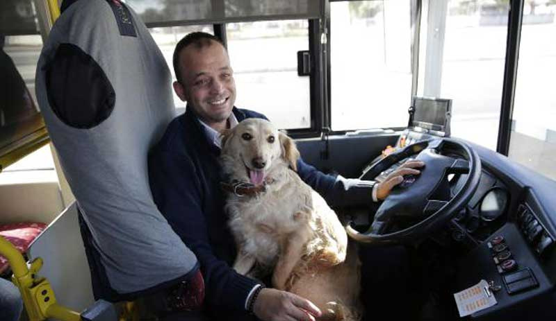 Üşüyüp otobüse binen köpek yolcularla şehir turu attı