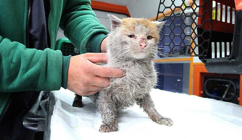 Depremde yaralanan kedi Antalya'ya ulaştı