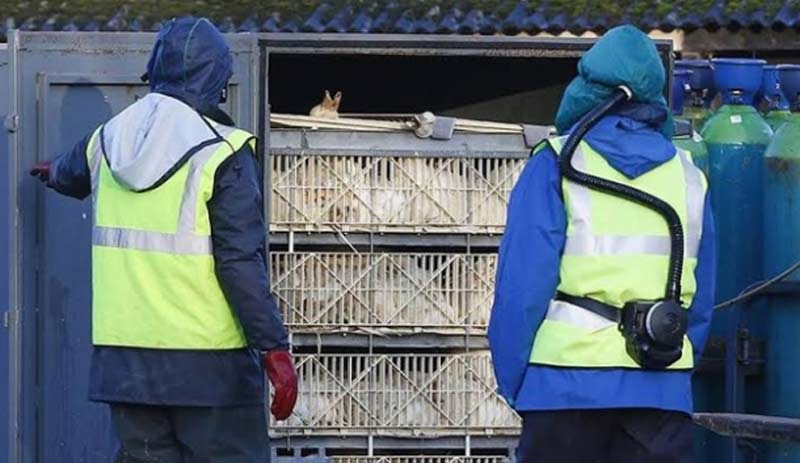 Çin'de kuş gribi salgını: 18 bine yakın kanatlı hayvan itlaf edildi