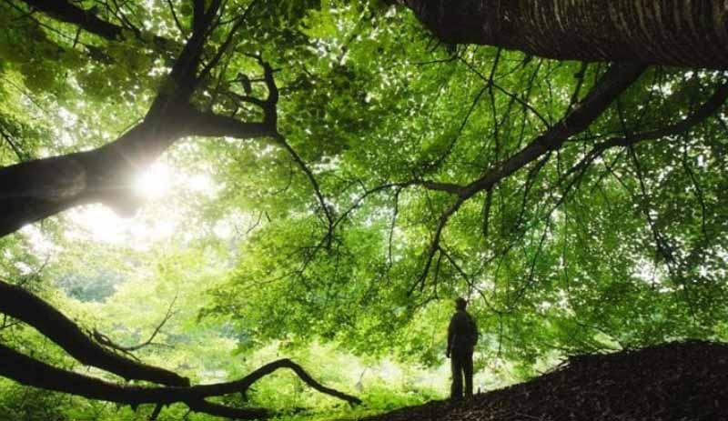 50 yıl içinde türlerin yüzde 20'si yok olabilir