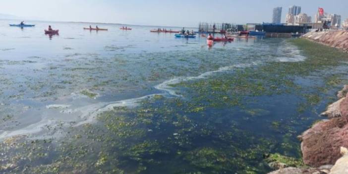 İzmir sahillerini deniz marulu kapladı, su yeşile büründü