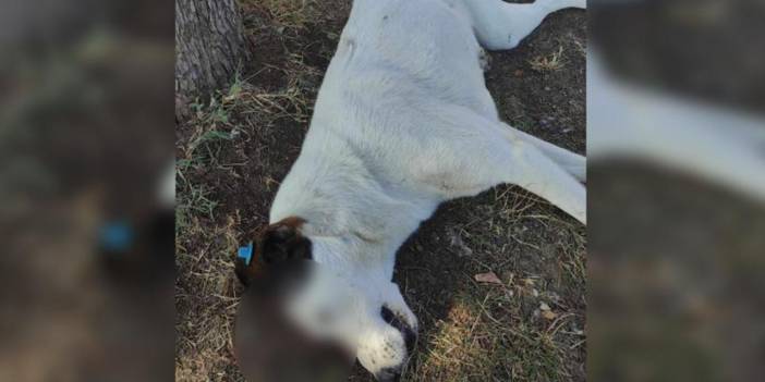 İzmit'te bir köpek silahla katledildi