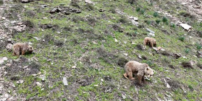 Munzur'un bozayıları kış uykusundan uyandı