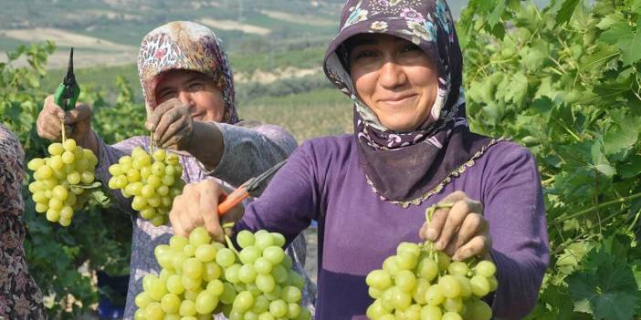 Şarap üreticisine 50 milyon liraya varan teminat zorunluluğu: 'Butik işletmelere darbe'