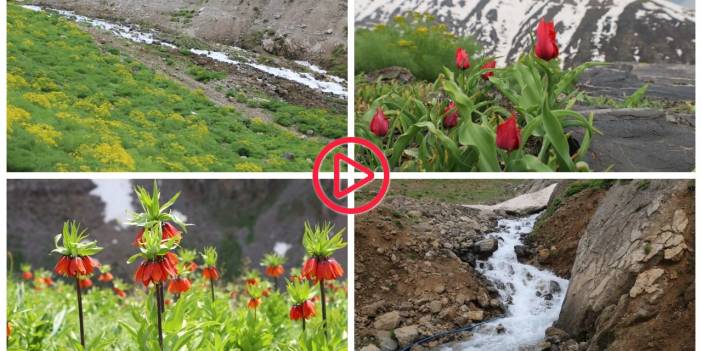 Uludere'den Hakkari'ye uzanan Tanin Dağları'nda bahar renkleri