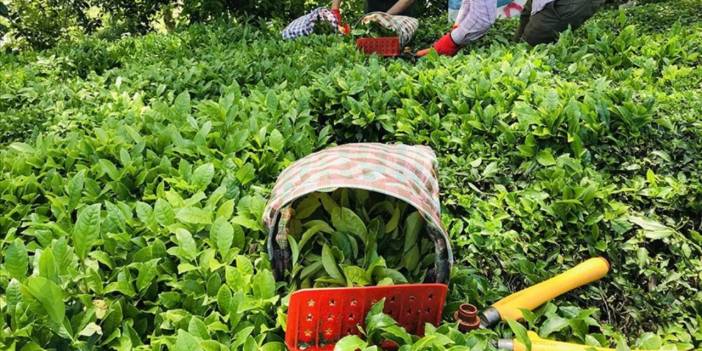 Rize'de siyasi parti ve ziraat odalarından yaş çay alım fiyatına tepki: 'Bu fiyat akla ziyan'