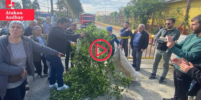 Çay üreticilerinden Kemalpaşa'da eylem: Çaylar fabrika önüne döküldü