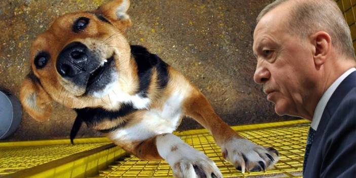 AKP'de 'sokak köpeği' zirvesi: 'Katletme' önerisi de konuşuldu