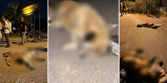 İzmir'de altı köpek zehirlenerek katledildi: 'Sayı artabilir'