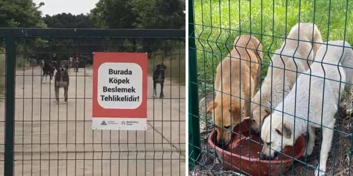 Yeditepe Üniversitesi'nde hayvan karşıtı yönerge: Köpekleri besleyene ceza verilecek