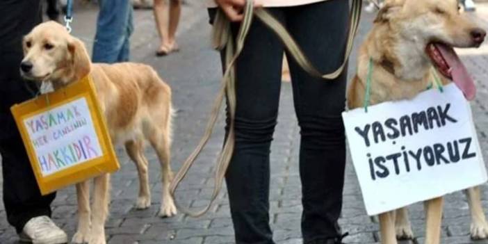 TBB'den AKP'nin köpeklere yönelik katliam düzenlemesine tepki: 'Ülkemiz tarihinde görülmemiş bir hayvan katliamı yaşanacak'