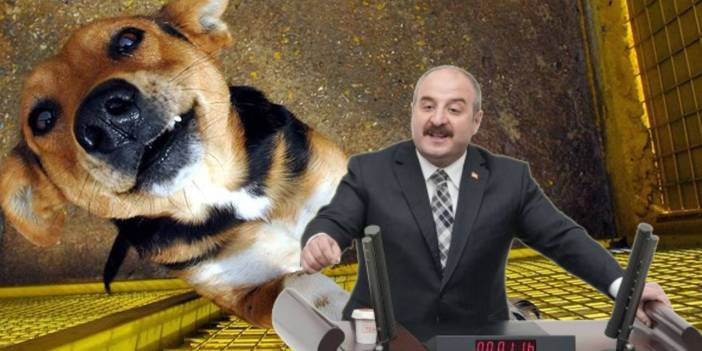 AKP'li Mustafa Varank'tan köpeklerin katledilmesine destek açıklaması: Uyutmayı sonuna kadar destekleyeceğim