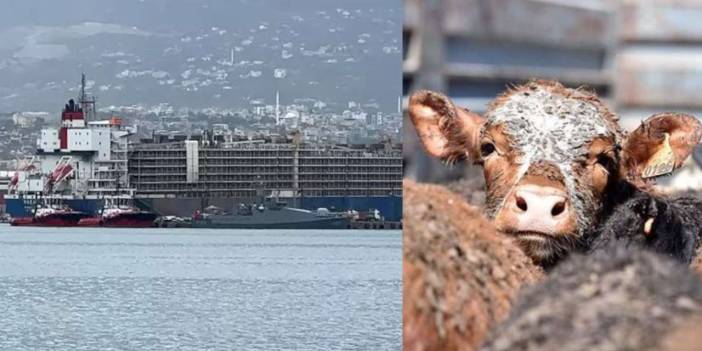 İskenderun Limanı'na gemiyle 27 bin angus geldi