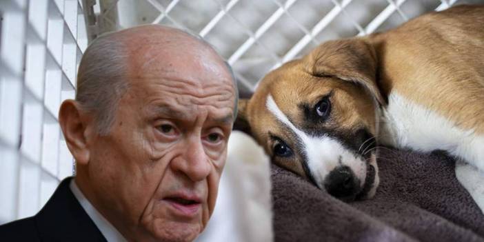 Devlet Bahçeli'den köpeklere yönelik katliam düzenlemesi yorumu: Kaç saat uyutacaklar, bunlar belirsiz