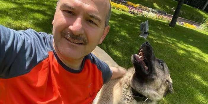 'Soylu köpek katliamına karşı' haberine yalanlama, Saray'dan geldi