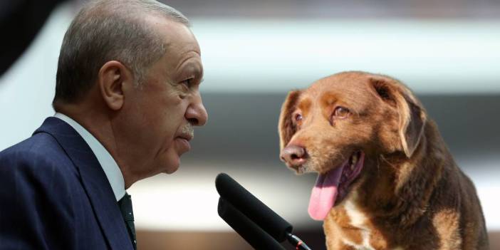 AKP'nin teklifinde katletme var mı? Erdoğan, 'Bunu başarabilirsek gerek kalmayacak' diyerek 'uyutmayı' işaret etti