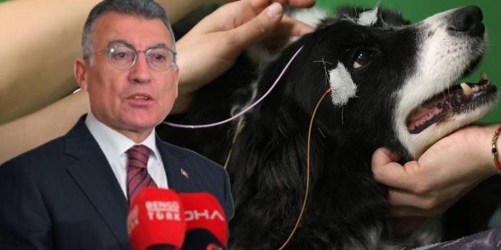 AKP katliam düzenlemesinde ısrarcı... Abdullah Güler: Barınakta bir ay içinde ehlileşmeyen köpekler uyutulacak