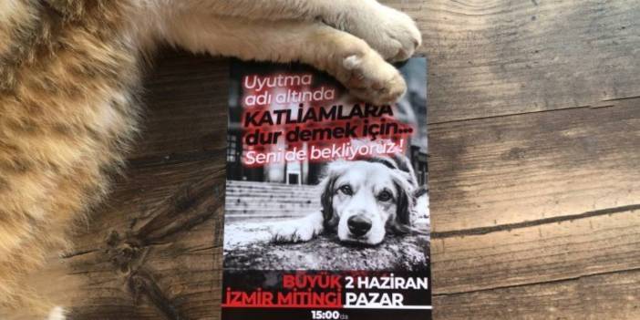 Katliam düzenlemesine karşı 2 Haziran'da İstanbul ve İzmir'de miting: Hayvanları sistemin kanlı ellerine bırakmayacağız