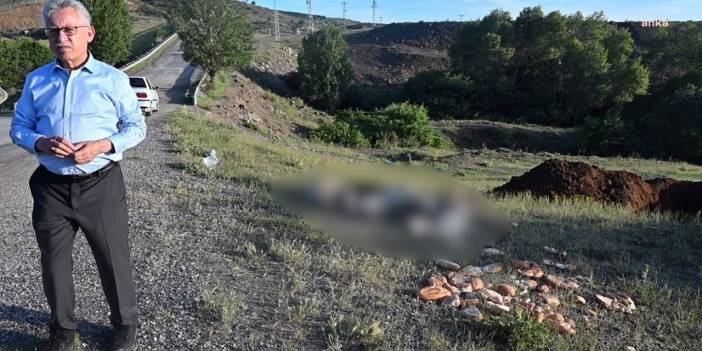Yozgat'ta katliam: 20'den fazla sokak köpeği, iğne ile öldürülerek yol kenarına atıldı