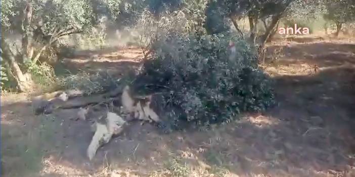 Hatay'da bu kez TOKİ konutlarına su hattı için zeytin ağaçları sökülüyor: Bu adalet mi?