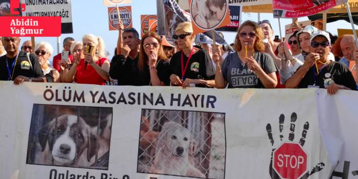 Hayvan hakları savunucuları eylemdeydi, veterinerler söz verdi: 'Bu çocukları öldürmeyeceğiz'
