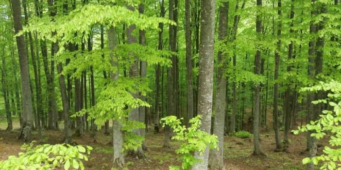 Samsun'da 31 Ekim'e kadar ormanlık alanlara girişler yasaklandı