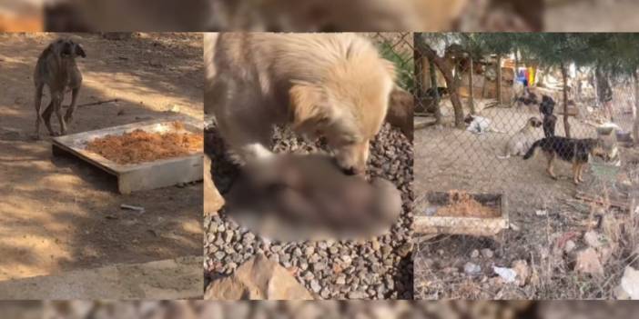 Antep’te milyonluk ‘sokak hayvanları’ ve mama ihaleleri: Köpekler insan artıklarıyla besleniyor
